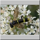 Tenthredo amoena - Blattwespe m04.jpg